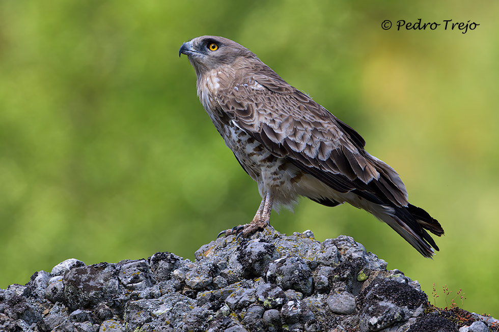 Aguila culebrera (Circaetus gallicus)